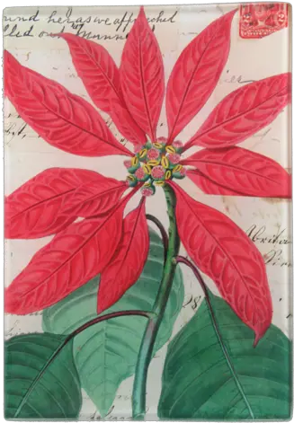  Poinsettia Poinsettia Png Poinsettia Png