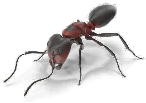  Ant Download Transparent Png Image Arts Red Ant Png Ant Transparent