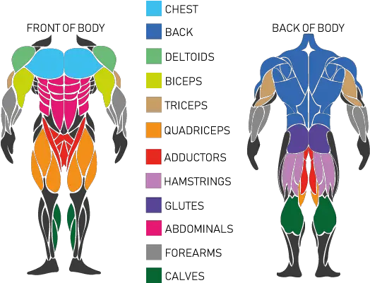  How To Build Muscle Muscle Exercises Png Muscle Png