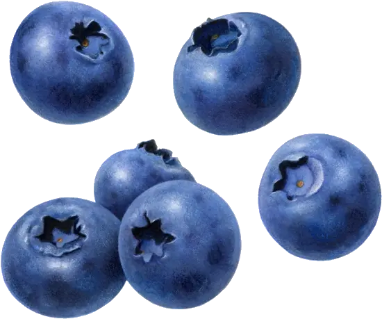  Blueberry Fruit Clipart Transparent Background Blueberry Png Berry Png