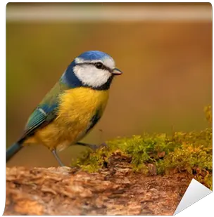  Wall Mural Blue Tit Bird Pixersus Eurasian Blue Tit Png Tit Icon