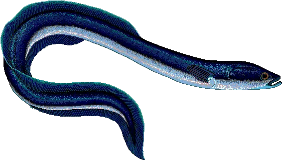  Download Eel Drawing Scientific Anguilla Anguilla Png Eel With No Background Eel Png