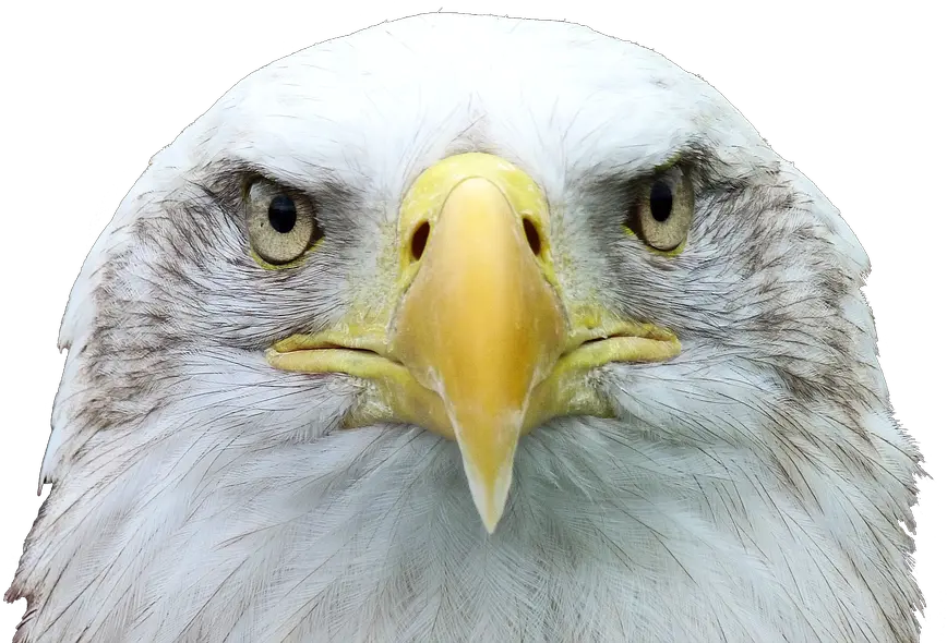  Adler White Tailed Eagle Bald 3d Printer Eagle Beak Png Bald Eagle Head Png