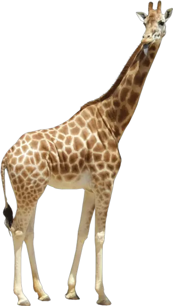  Giraffe Psd Official Psds Giraffe With No Background Png Giraffe Transparent