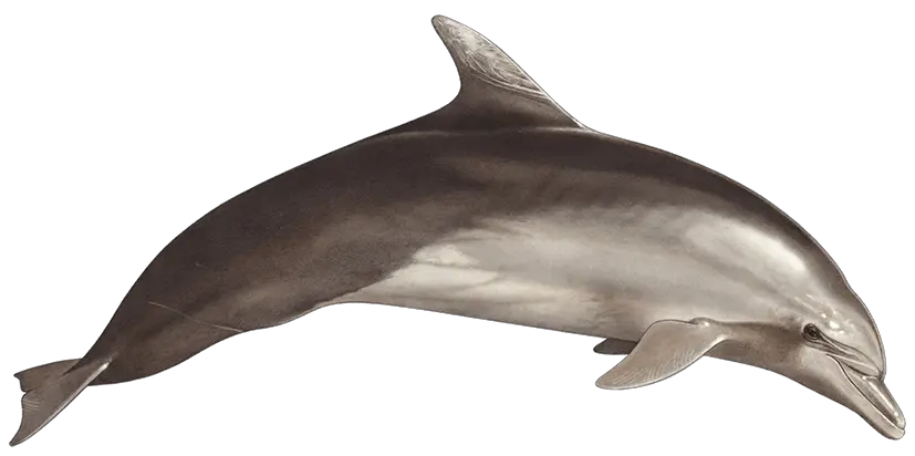  Download Tethys Research Institute Bottlenose Dolphin Png Transparent Bottlenose Dolphin Png Dolphin Png