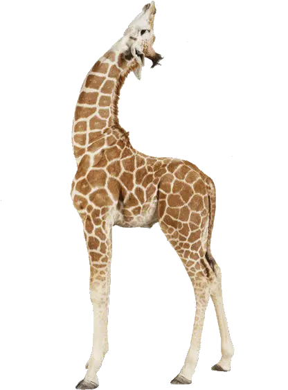  Giraffe Paper Animal Print Printing Baby Giraffe Looking Up Png Giraffe Png