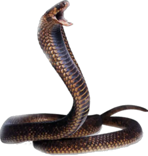  Cobra Snake Head Transparent Png Stickpng Snake Png Snake Transparent Background