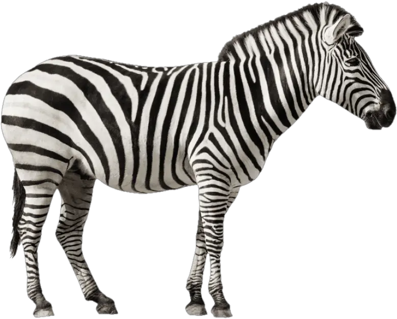  Download Hd Free Png Zebra Desktop Images Zebras With White Background Zebra Transparent Background