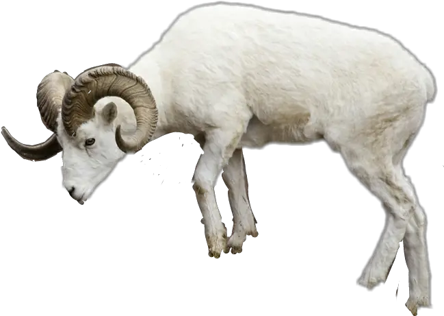  Download Report Abuse Sheep Png Image With No Background Ram Animal Transparent Background Sheep Transparent Background