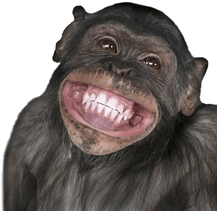  Funny Monkey Transparent U0026 Png Clipart Free Download Ywd Monkey Face Funny Png