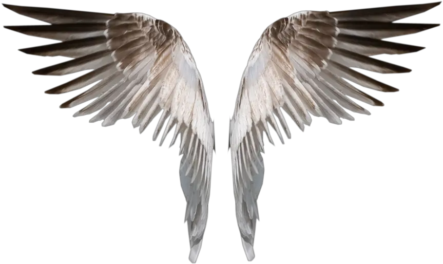  Angle Wings Burned Angel Wings Png Deviant Png Download Wing Png Angle Wings Png