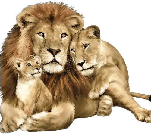  Free Png Downloads Konfest Lion Family Jungle Animals La Famille De Lion Lion Face Png