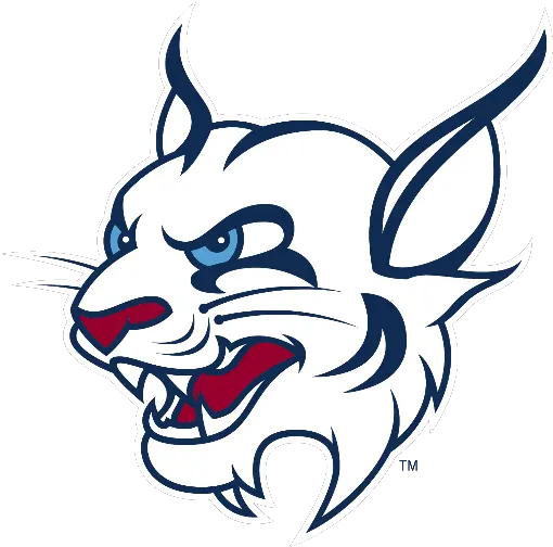  Bobcat St Thomas University Bobcats Png Bobcat Png