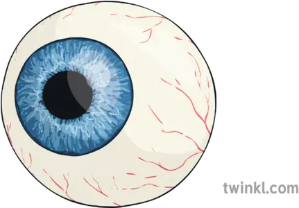  Eyeball Eye Vision Sight Organ Body Part Ks2 Illustration Macro Photography Png Eye Ball Png