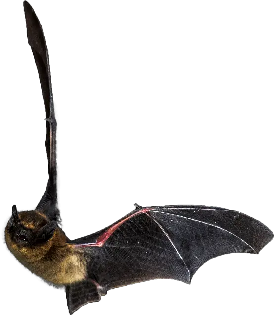  Bat House Little Brown Bat Flying Transparent Png Bats Transparent