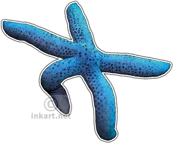  Download Blue Sea Star Decal Starfish Png Image With No Drawing Sea Star Png