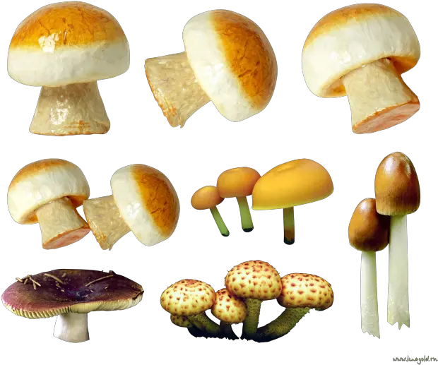  Mushroom Png 19 Transparent Background Images Free Mushroom Variety Mushroom Png