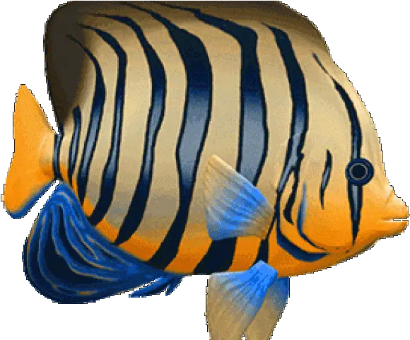  Tropical Fish Clipart 3d Peces Gif Animados Png Coral Reef Fish Fish Clipart Png