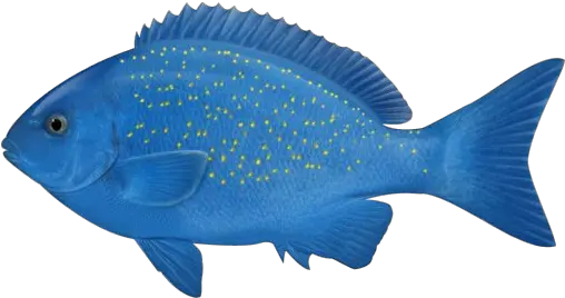  Download Free Png Ocean Fish Photos Blue Fish In The Ocean Ocean Fish Png