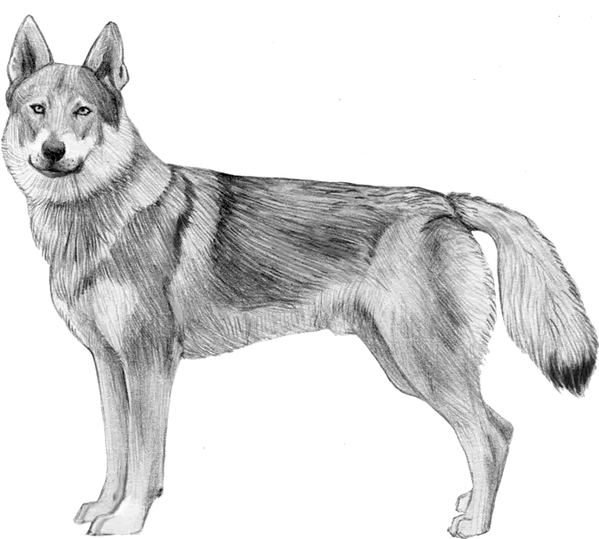  Embark Dog Dna Test Breed Czechoslovakian Wolfdog Kid Drawings Png Wolf Buddy Icon