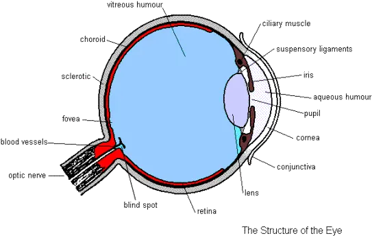  Structure Of The Eye Eye Diagram Gcse Biology Png Eye Transparent