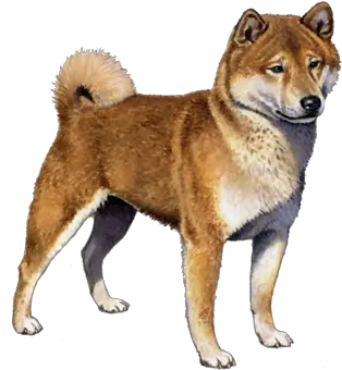  Shiba Inu Facts Shikoku Png Shiba Inu Transparent