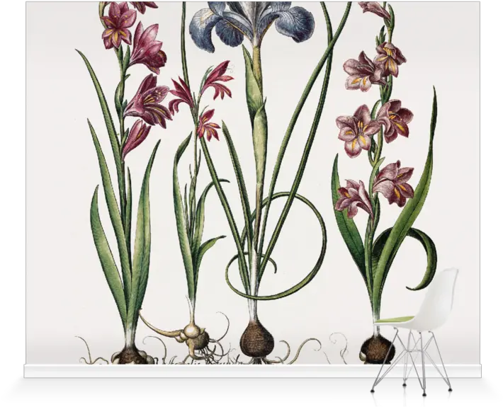  Gladiolus And Iris Plantsu0027 Wallpaper Mural Surfaceview Gladiolus Flower Drawing Botanical Png Iris New York Fashion Icon