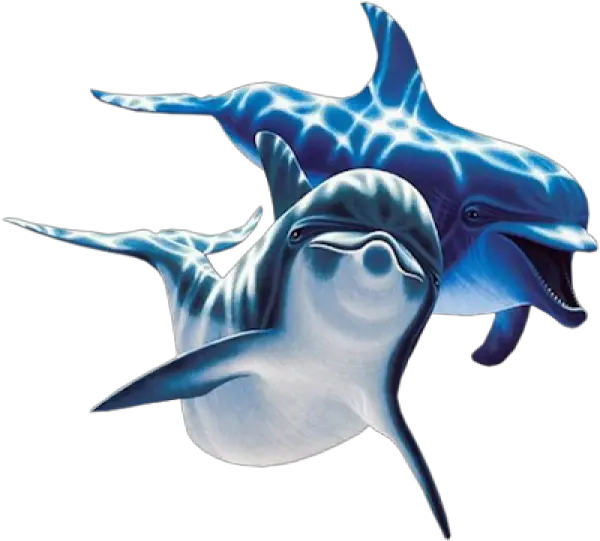  Dolphin Icon Png Png Dolphins Dolphin Transparent Background