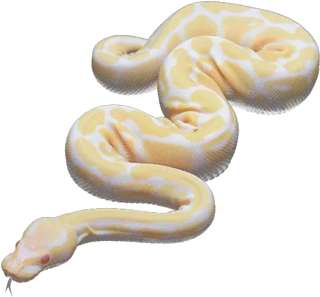  Snake Red Eyes Transparent Pale Albino Colour Change Euolog U2022 Snake Transparent Png Snake Transparent Background