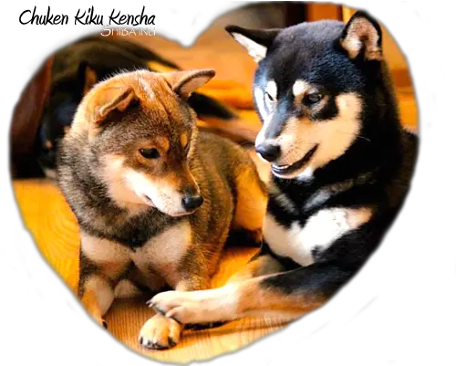  Download Chuken Kiku Kensha Shiba Inu Kennel Ckk Elevage Shiba Inu Png Shiba Inu Png