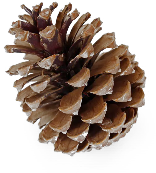  Pinecone Png Free Download Pinecone Png Pine Cone Png