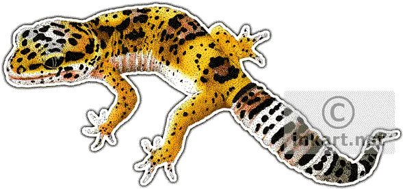  Leopard Gecko Clipart Drawing Art Of Leopard Geckos Png Leopard Gecko Png