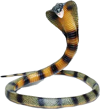  Snake Png Images Transparent Background Safari Ltd Incredible Creatures Snakes Snake Png