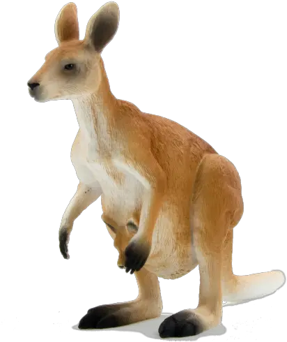  Kangaroo Png Transparent Quality Images