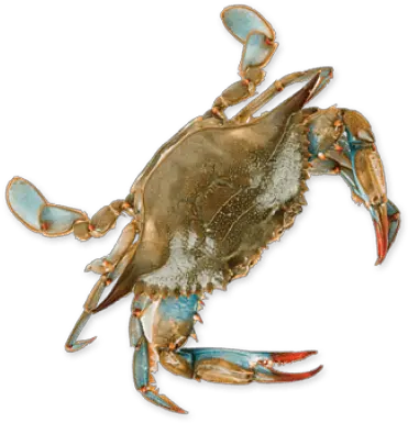  Png Crab Blue Crab No Background Crab Transparent Background