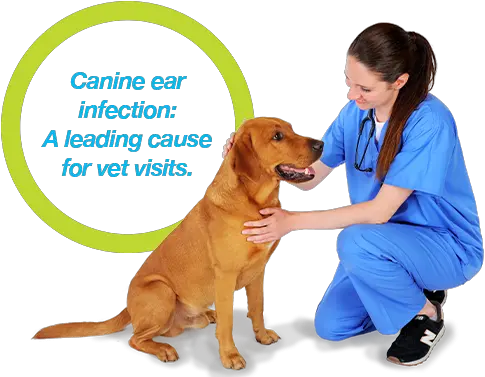  Treating Dog Ear Infections Just Got Easier Dog Yawns Png Dog Ears Png