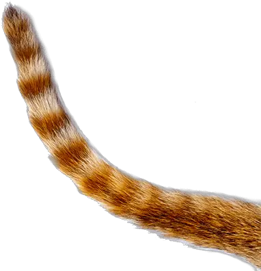  Download Get In Touch Cat Tail Transparent Background Png Tail Png