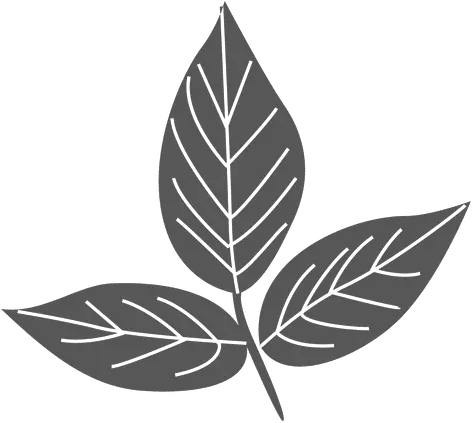  Ash Leaves Line Silhouette Transparent Png U0026 Svg Vector File Leaf Line Silhouette Ash Png