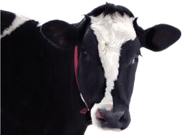  Download Cow Head In Png Full Size Png Image Pngkit Dairy Cow Cow Head Png