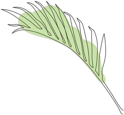  Palm Leaf Line Drawing Design Transparent Png U0026 Svg Vector Leaf Line Drawing Png Palm Leaf Transparent