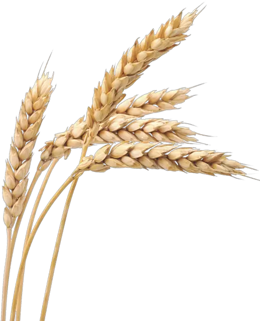  Wheat Transparent Png Clipart Images Wheat Png Wheat Transparent Background