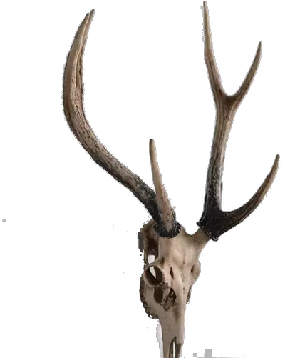  Three Hands Resin Deer Head Wall Decor Reindeer Png Deer Head Png