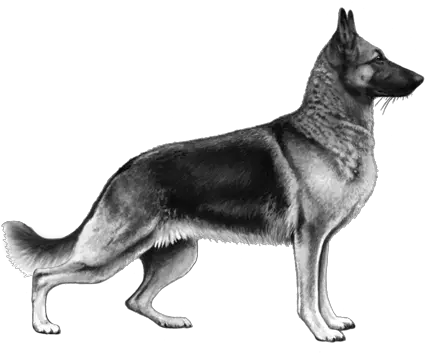  German Shepherd Dog Wisdom Panel Uk German Shepherd Military Transparent Png German Shepherd Png