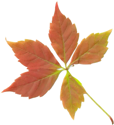  Download Dry Leaves Png Transparent Fall Leaf Fall Leaf Transparent