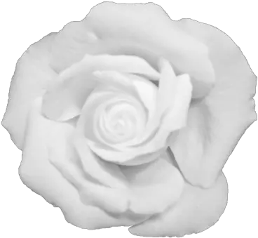  Download Black Flower Crown Transparent White Transparent Black And White Rose Png Flower Crown Transparent