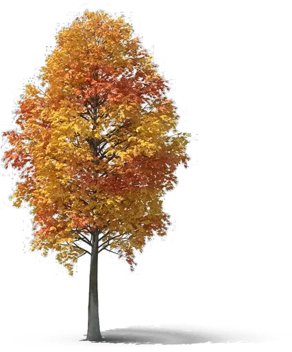  Fall Tree Png Photo Maple Leaf Orange Tree Png