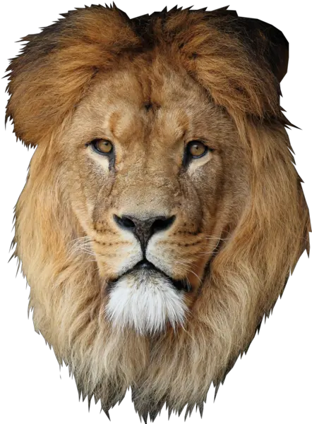  Lion Desktop Wallpaper Cecil Lion Mane Transparent Background Png Lion Transparent