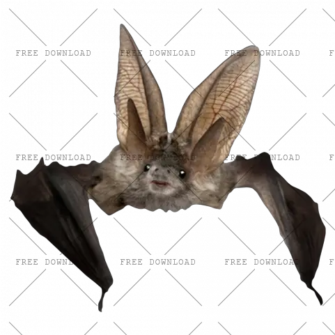  Png Image With Transparent Background Can You Keep A Bat As A Pet Bat Transparent