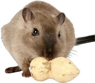  Png Images Rat And Mouse 38png Snipstock Herbivore Animals Rat Png