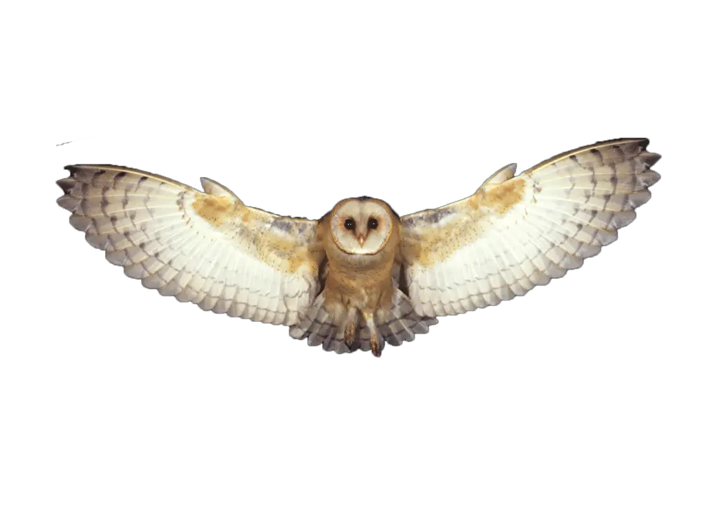  Download Barn Owl Png Photo Transparent Background Flying Transparent Background Flying Owl Png Owl Transparent Background